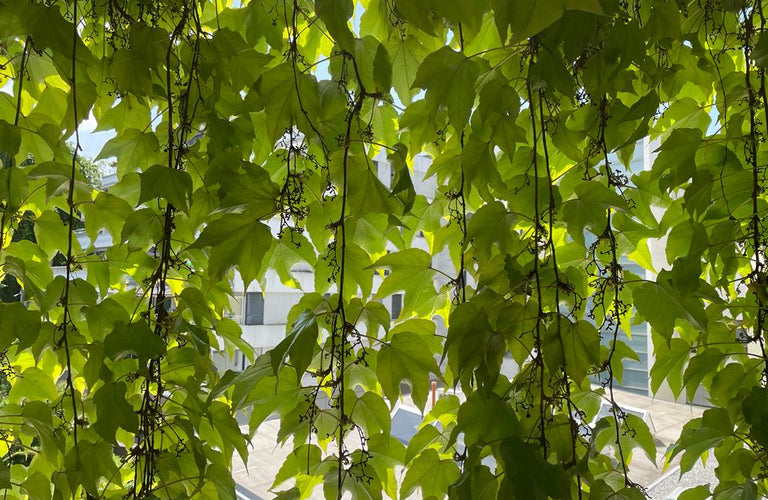 GREEN MONTH - Living sustainability holistically