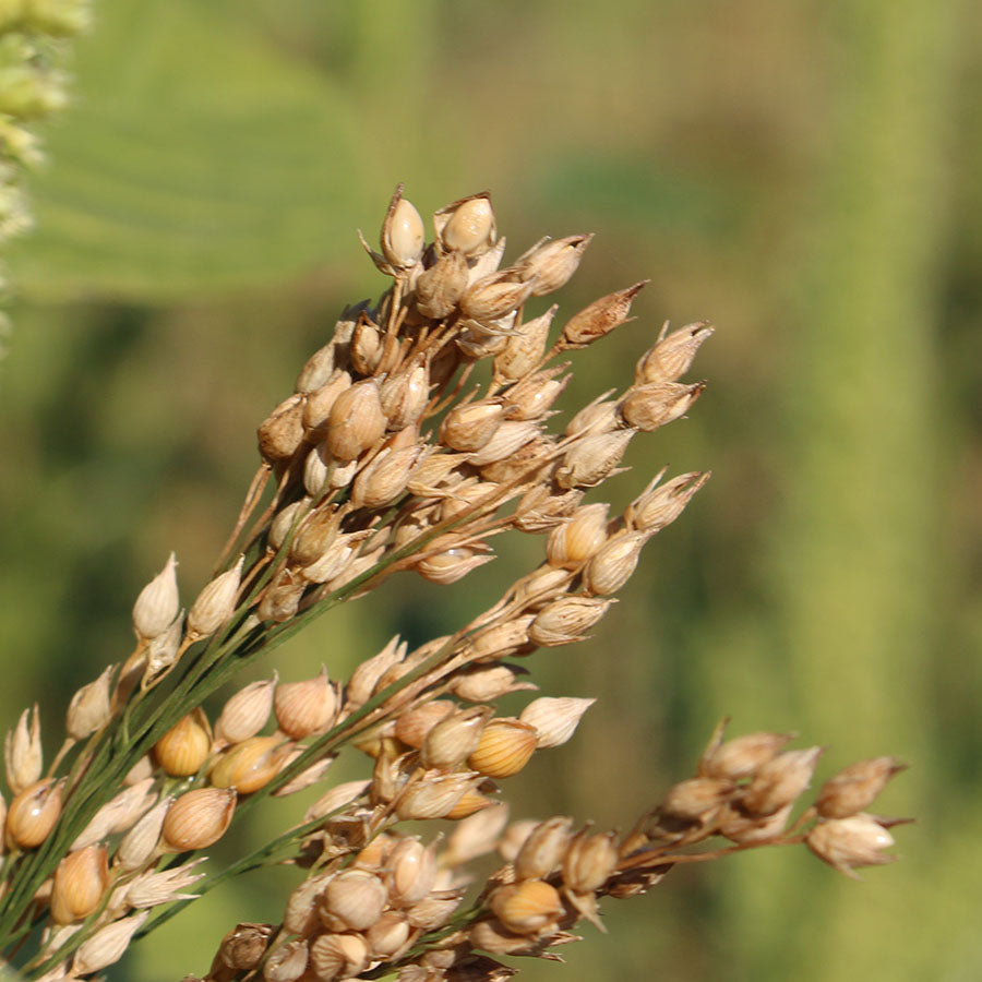 Millet cushion, organic