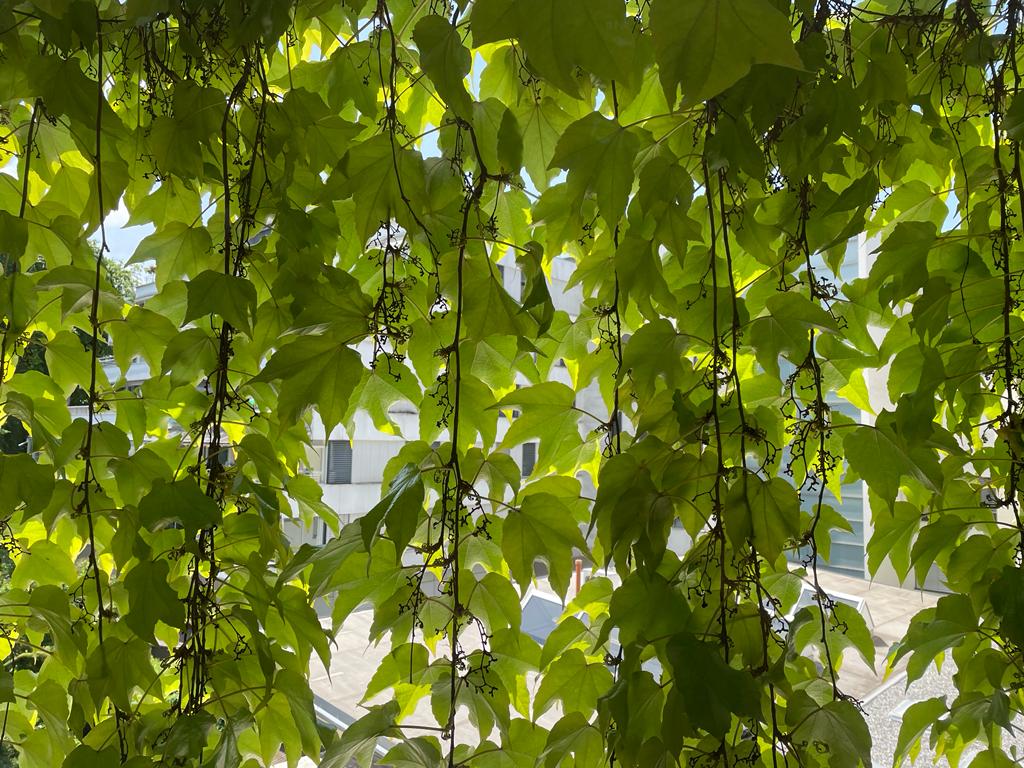MESE VERDE - Vivere la sostenibilità in modo olistico